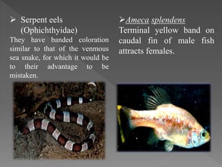  Serpent eels
(Ophichthyidae)
They have banded coloration
similar to that of the venmous
sea snake, for which it would be
to their advantage to be
mistaken.
Ameca splendens
Terminal yellow band on
caudal fin of male fish
attracts females.
 