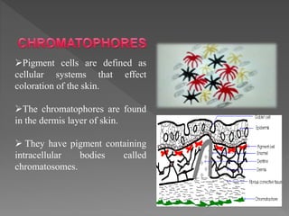 Pigment cells are defined as
cellular systems that effect
coloration of the skin.
The chromatophores are found
in the dermis layer of skin.
 They have pigment containing
intracellular bodies called
chromatosomes.
 