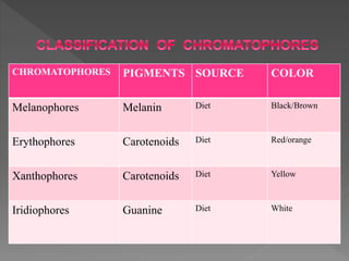 CHROMATOPHORES PIGMENTS SOURCE COLOR
Melanophores Melanin Diet Black/Brown
Erythophores Carotenoids Diet Red/orange
Xanthophores Carotenoids Diet Yellow
Iridiophores Guanine Diet White
 