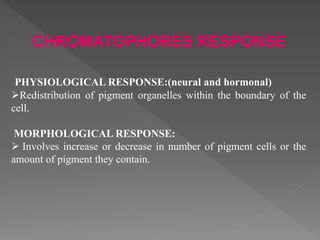 CHROMATOPHORES RESPONSE
PHYSIOLOGICAL RESPONSE:(neural and hormonal)
Redistribution of pigment organelles within the boundary of the
cell.
MORPHOLOGICAL RESPONSE:
 Involves increase or decrease in number of pigment cells or the
amount of pigment they contain.
 