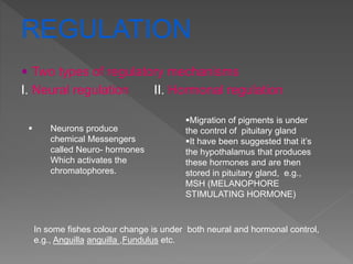 REGULATION
 Two types of regulatory mechanisms
I. Neural regulation II. Hormonal regulation
 Neurons produce
chemical Messengers
called Neuro- hormones
Which activates the
chromatophores.
Migration of pigments is under
the control of pituitary gland
It have been suggested that it’s
the hypothalamus that produces
these hormones and are then
stored in pituitary gland, e.g.,
MSH (MELANOPHORE
STIMULATING HORMONE)
In some fishes colour change is under both neural and hormonal control,
e.g., Anguilla anguilla ,Fundulus etc.
 