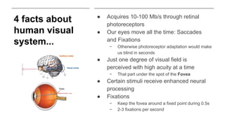visual perception facts