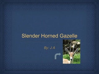 Slender Horned Gazelle
By: J A
 
