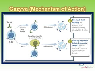 Gazyva (Mechanism of Action)

 