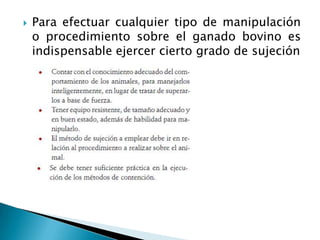  Para efectuar cualquier tipo de manipulación
o procedimiento sobre el ganado bovino es
indispensable ejercer cierto grado de sujeción
 