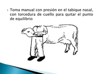  Toma manual con presión en el tabique nasal,
con torcedura de cuello para quitar el punto
de equilibrio
 