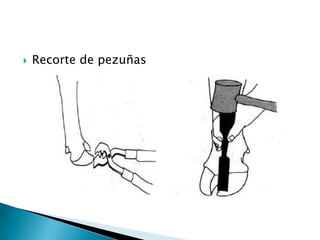  Recorte de pezuñas
 