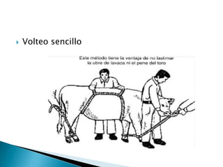  Volteo sencillo
 