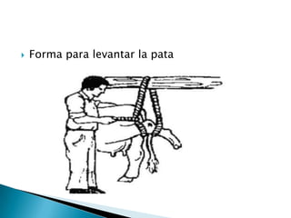  Forma para levantar la pata
 