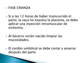  FASE CRIANZA
 Si a las 12 horas de haber transcurrido el
parto, la vaca no expulsa la placenta, se debe
aplicar una inyección intramuscular de
oxitosina.
 Al becerro recién nacido limpiar las
mucosidades.
 El cordón umbilical se debe cortar y amarrar
después del parto
 