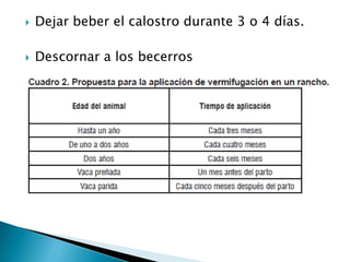  Dejar beber el calostro durante 3 o 4 días.
 Descornar a los becerros
 