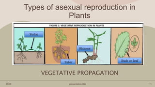 Reproduction and Development | PPTX