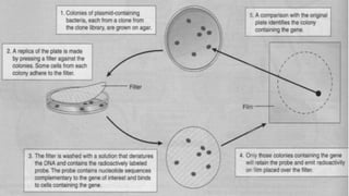 processes of genetic engineering powerpoint presentation | PPTX