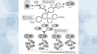 processes of genetic engineering powerpoint presentation | PPTX