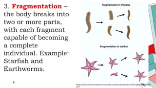 Comprehensive Overview of Reproduction and Development in Plants and ...