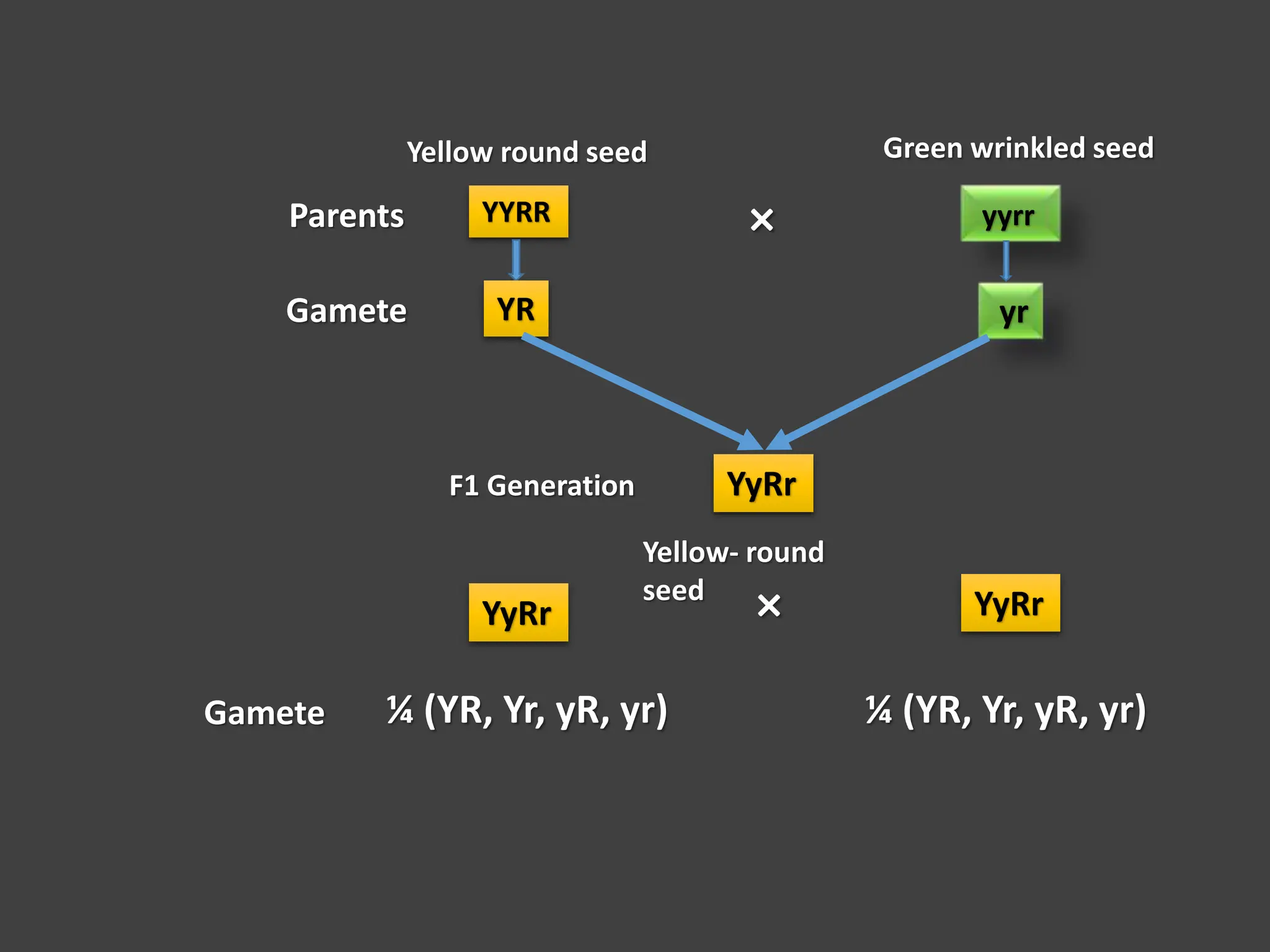 General Biology 2 W3L3 Inheritance and Variations.ppt