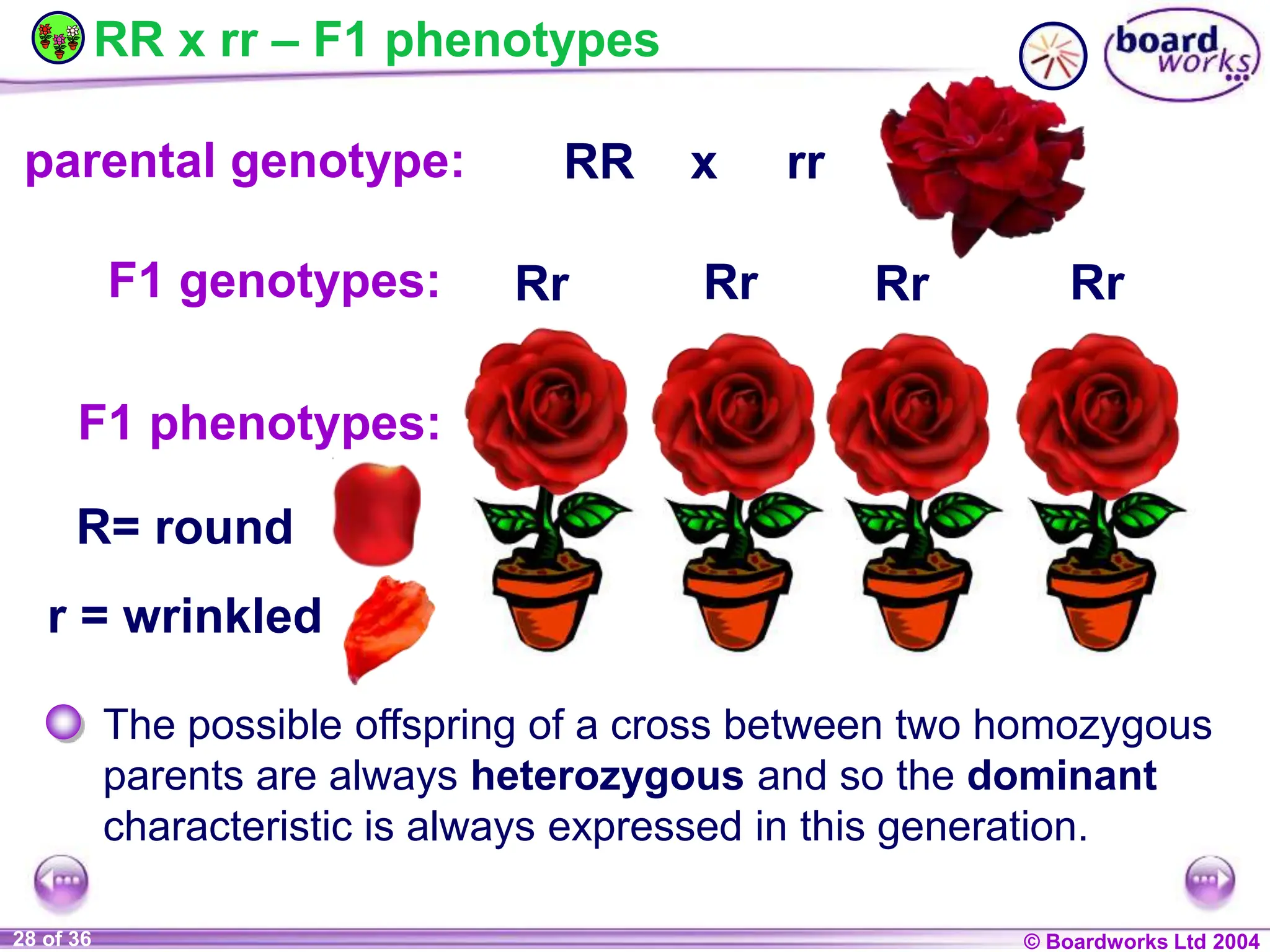 General Biology 2 W3L3 Inheritance and Variations.ppt