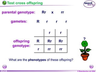 General Biology 2 W3L3 Inheritance and Variations.ppt