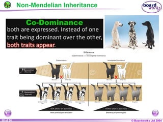 General Biology 2 W3L3 Inheritance and Variations.ppt