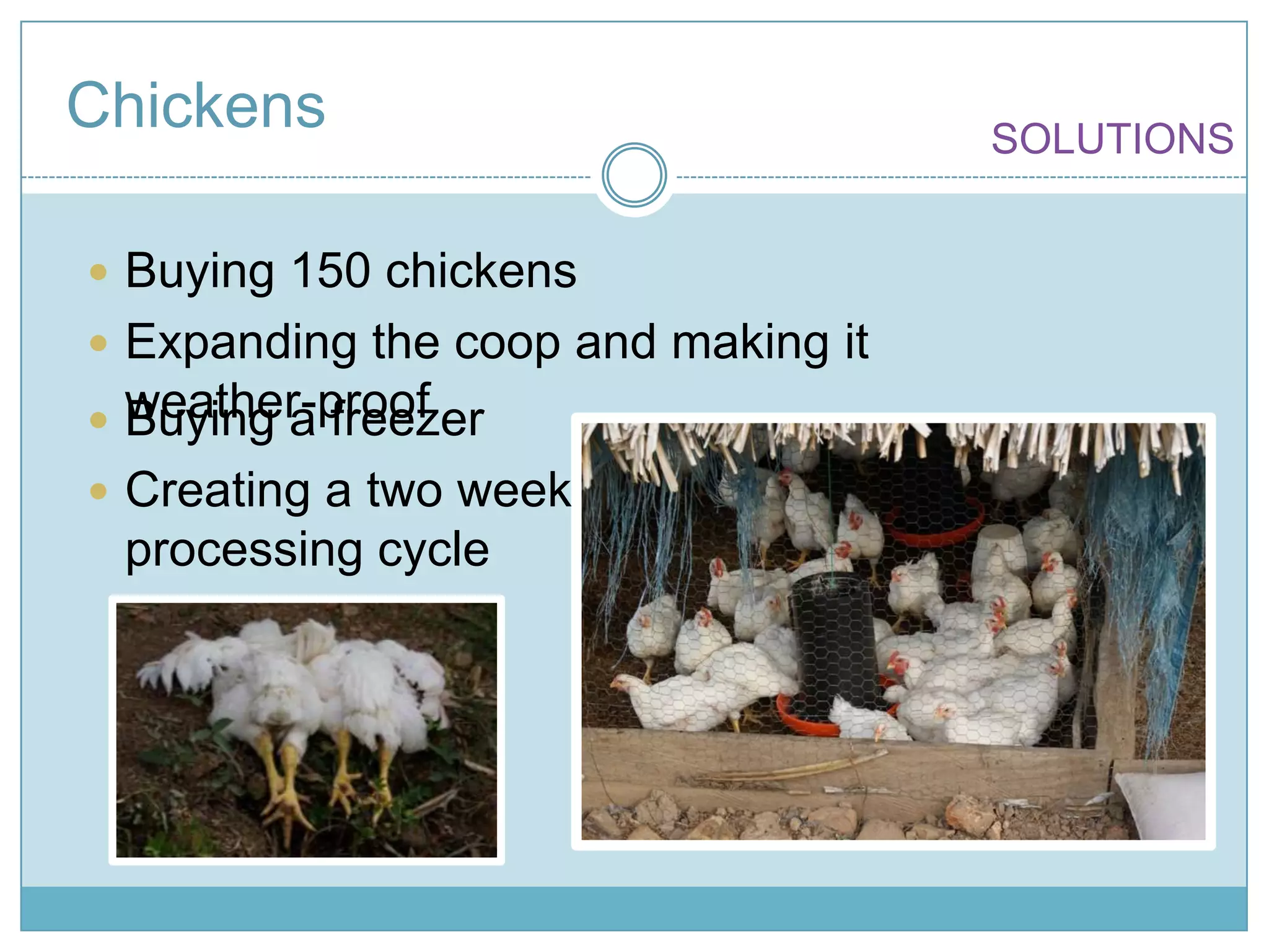 ChickensSOLUTIONSBuying 150 chickensExpanding the coop and making it weather-proofBuying a freezer