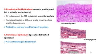 Comprehensive Overview of Human Tissue Types and Functions | PDF