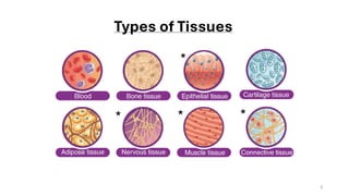 Comprehensive Overview of Human Tissue Types and Functions | PDF