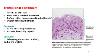 Comprehensive Overview of Human Tissue Types and Functions | PDF