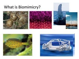 What is Biomimicry?
 