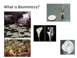 What is Biomimicry?
 