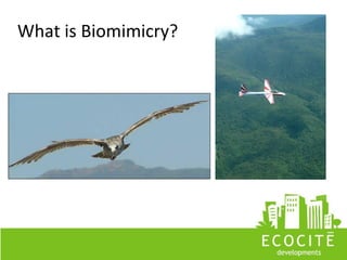 What is Biomimicry?
 