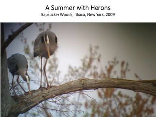 A Summer with Herons Sapsucker Woods, Ithaca, New York, 2009 