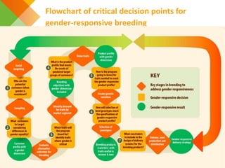 A practical decision checklist for gender-responsive plant and animal breeding