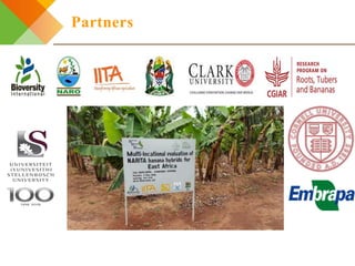 Integrating gendered knowledge into banana breeding