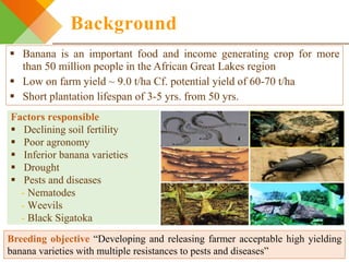 Integrating gendered knowledge into banana breeding