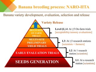 Integrating gendered knowledge into banana breeding