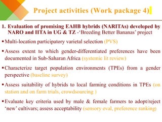 Integrating gendered knowledge into banana breeding