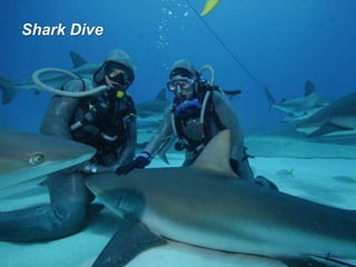 Shark Dive
 