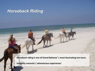 Horseback Riding
• Horseback riding is one of Grand Bahama’s most fascinating eco-tours.
• Uniquely romantic / adventurous experience!
 
