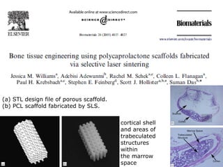 (a) STL design file of porous scaffold. (b) PCL scaffold fabricated by SLS. cortical shell and areas of trabeculated structures within the marrow space 