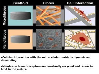 Cellular interaction with the extracellular matrix is dynamic and demanding.  Membrane bound receptors are constantly recycled and renew to bind to the matrix. 