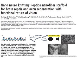 SAPNS repair for the animal brain. ( a ) Molecular model of the RADA16-I molecular building block. ( b ) Molecular model of numerous RADA16-I molecules undergo self assembly to form well ordered nanofibers with the hydrophobic alanine sandwich inside and hydrophilic residues on the outside. ( c ) The SAPNS is examined by using scanning electron microscopy. (Scale bar, 500 nm.) 