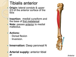 Muscles_of_the_Leg_and_foot.pptx