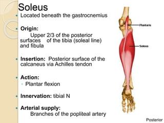 Muscles_of_the_Leg_and_foot.pptx