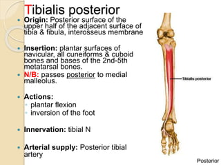 Muscles_of_the_Leg_and_foot.pptx