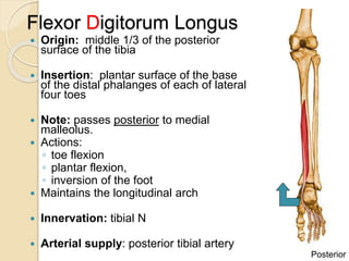 Muscles_of_the_Leg_and_foot.pptx