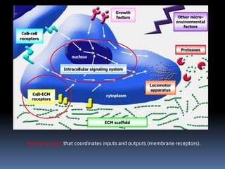 Internal system that coordinates inputs and outputs (membrane receptors).
 