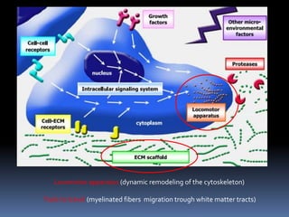 Locomotor apparatus (dynamic remodeling of the cytoskeleton)
Trails to travel (myelinated fibers migration trough white matter tracts)
 