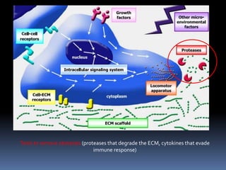 Tools to remove obstacles (proteases that degrade the ECM, cytokines that evade
immune response)
 