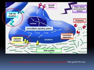 Interactions between the cells and their microenvironment that guide the way
 