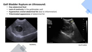 Gall Bladder Rapture Comprehensive Overview of Gallbladder Mucocele in Veterinary Medicine | PDF